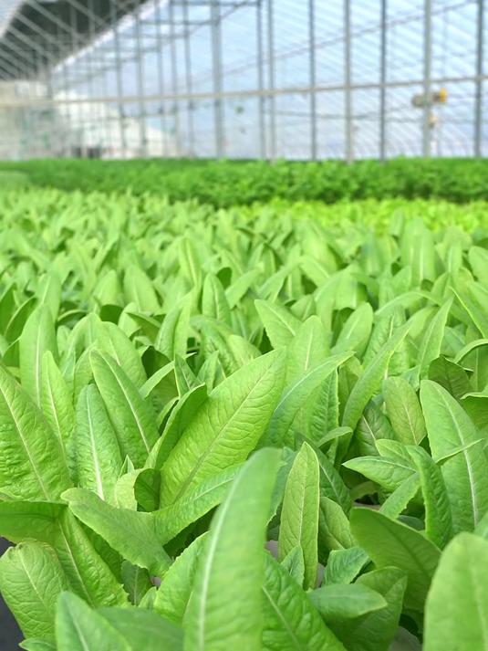 水培管道种植油麦菜又要采收了