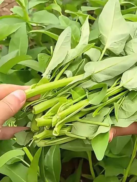三叉空心菜:好吃高产易种 实惠助农新选择