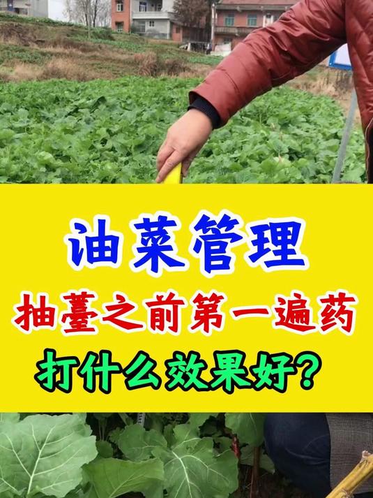 油菜管理,抽薹之前第一遍药,打什么效果好?