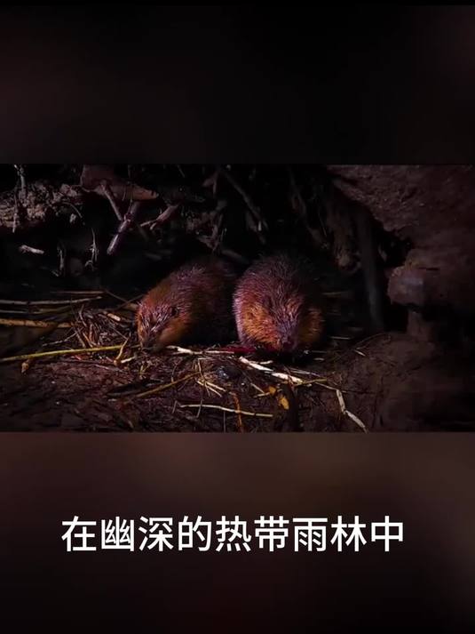 热带雨林大揭秘!美洲豹秒擒大蟒蛇,美食却意外掉落?