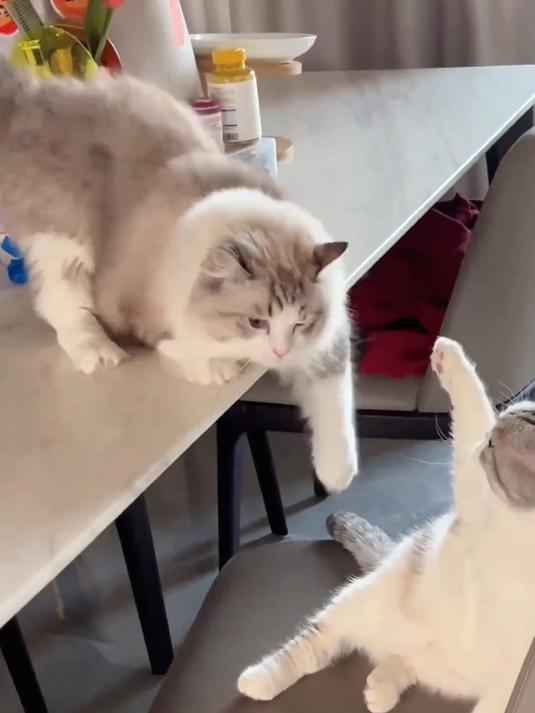 带猫出去春游,社牛猫和社恐猫的区别太明显了吧