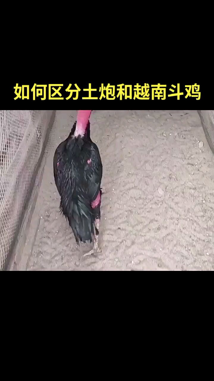 吗玩斗鸡的朋友知道如何区分土炮和越南斗鸡