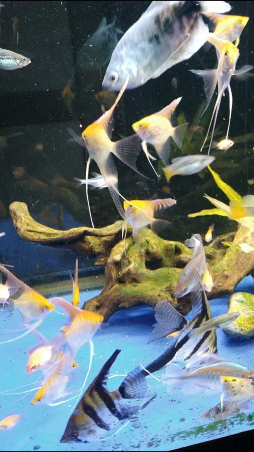 金头燕鱼带你看鱼生