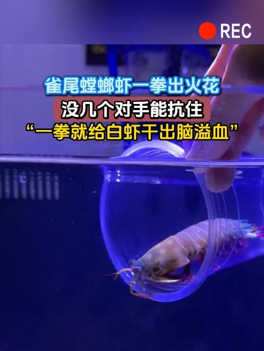 雀尾螳螂虾一拳出火花,没几个对手能抗住,“一拳就给白虾干出脑溢血”