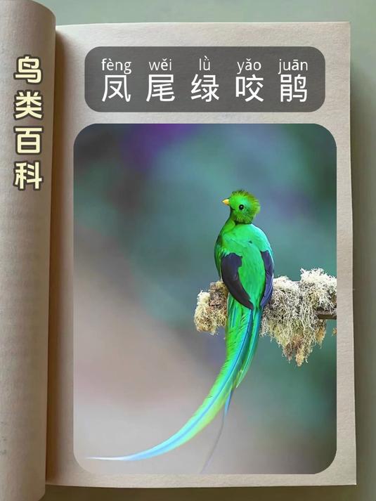 鸟类科普大全