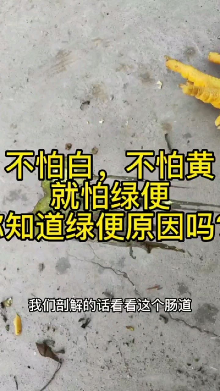 鸡拉绿色粪便都有什么原因?