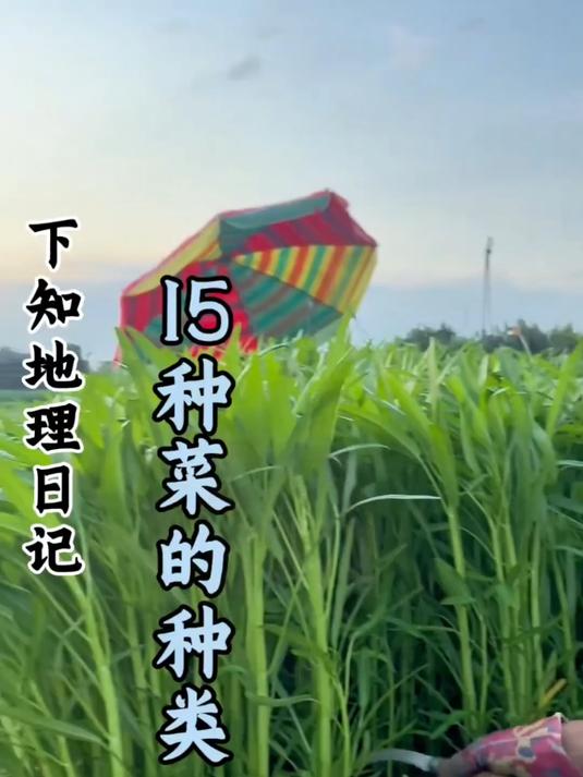 科普分享一些菜的种类，你看你认识几种