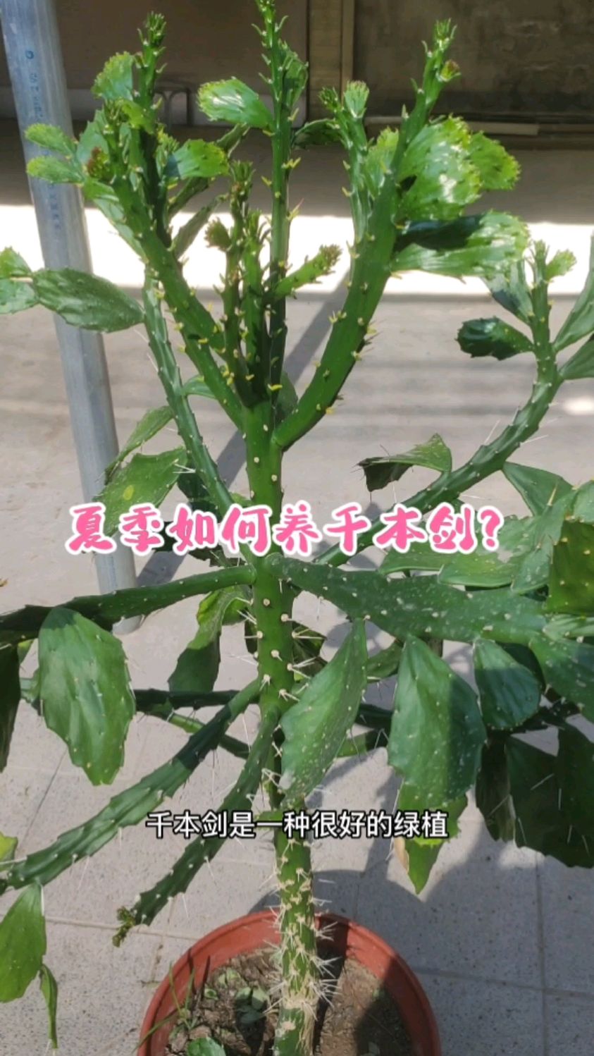 “镇宅”又可以吸收室内有毒气体的千本剑,夏季如何养?