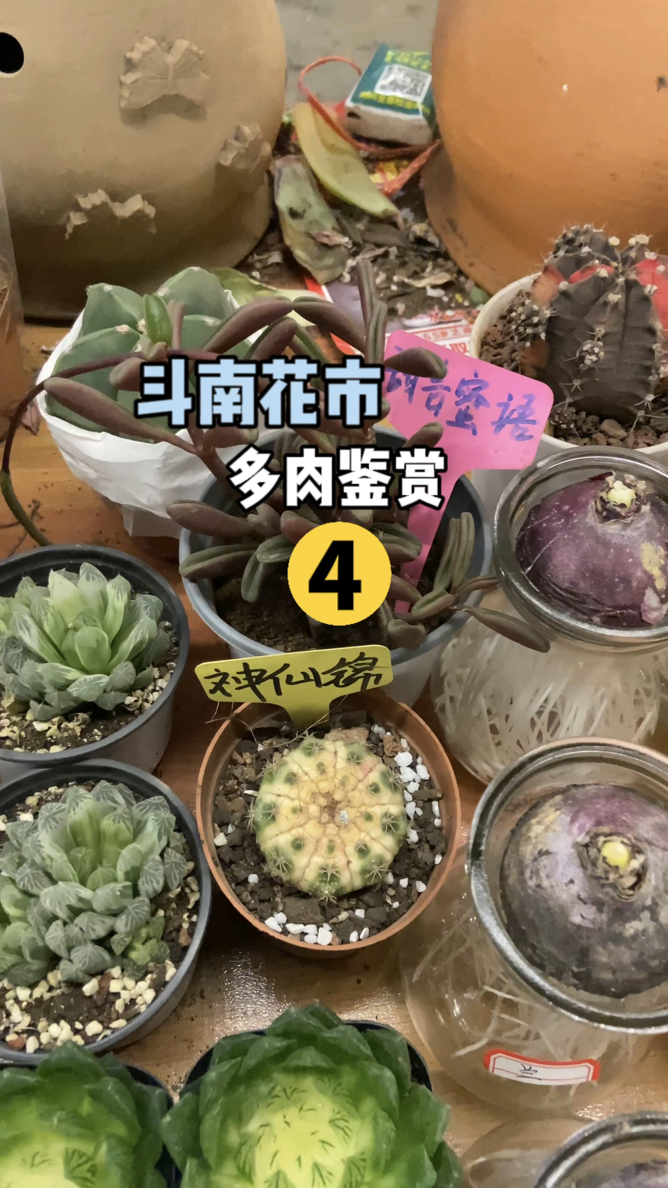 几乎全是药锦多肉,简直让我大开眼界