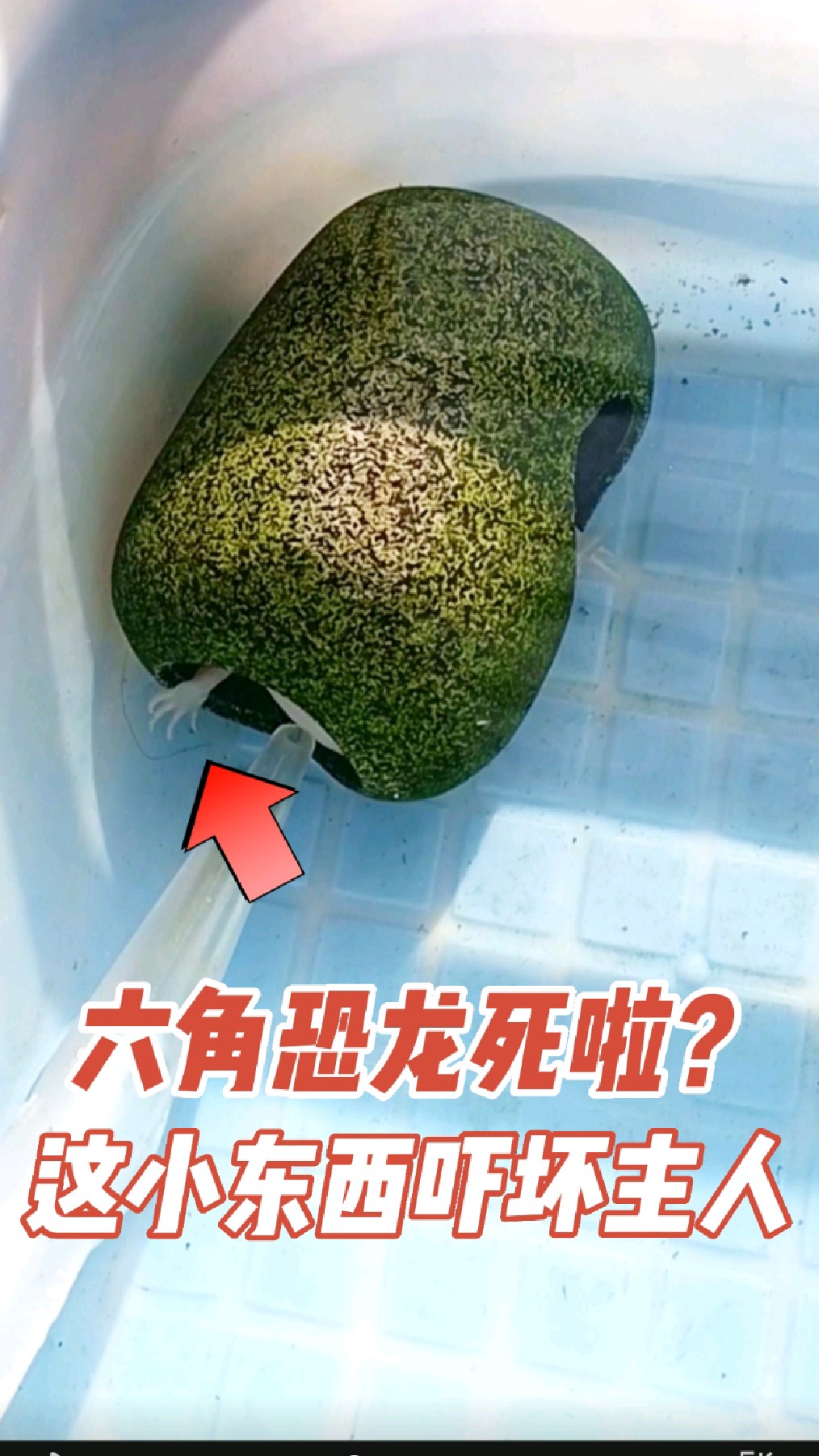 六角恐龙躲进窝里不动了,吓坏主人,以为它死了,来看这小家伙到底怎么了