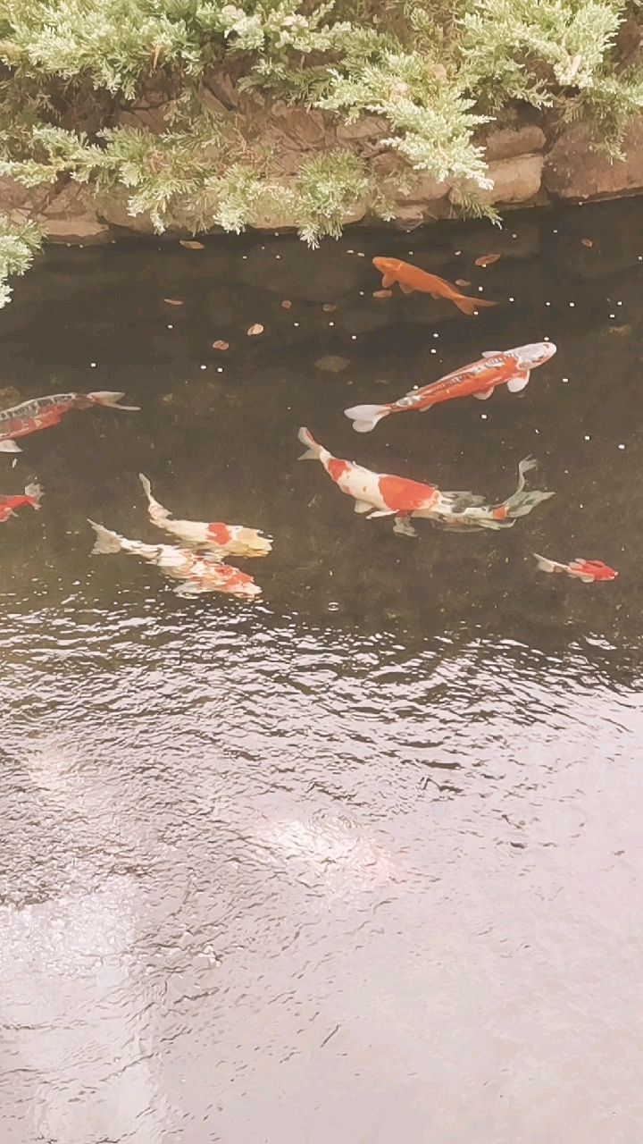 彩色的金鱼!