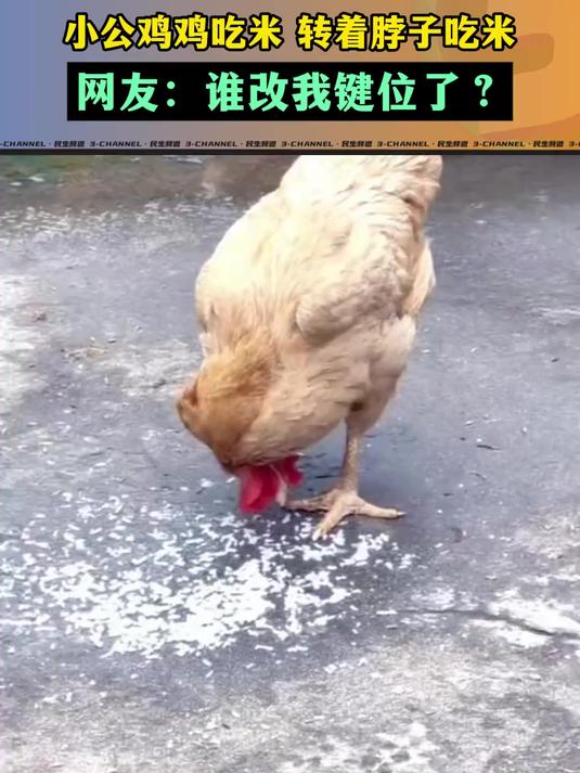 11月12日 浙江,小公鸡鸡吃米 转着脖子吃米。网友:妥妥反方向的鸡。来源:大象直播间