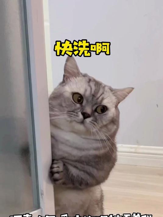 看到最后一秒 大家就知道养一只好色的猫咪有多恐怖了