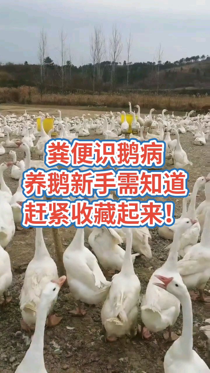 粪便识鹅病,养鹅人都需知道