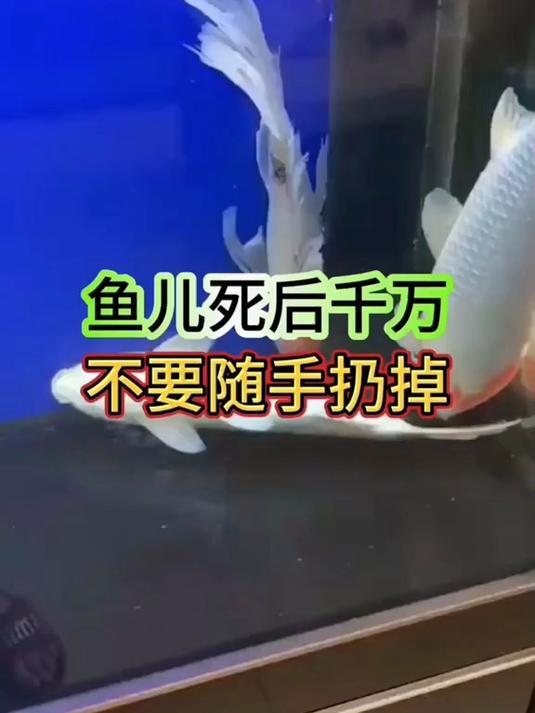 鱼儿死后千万不要随手扔掉
