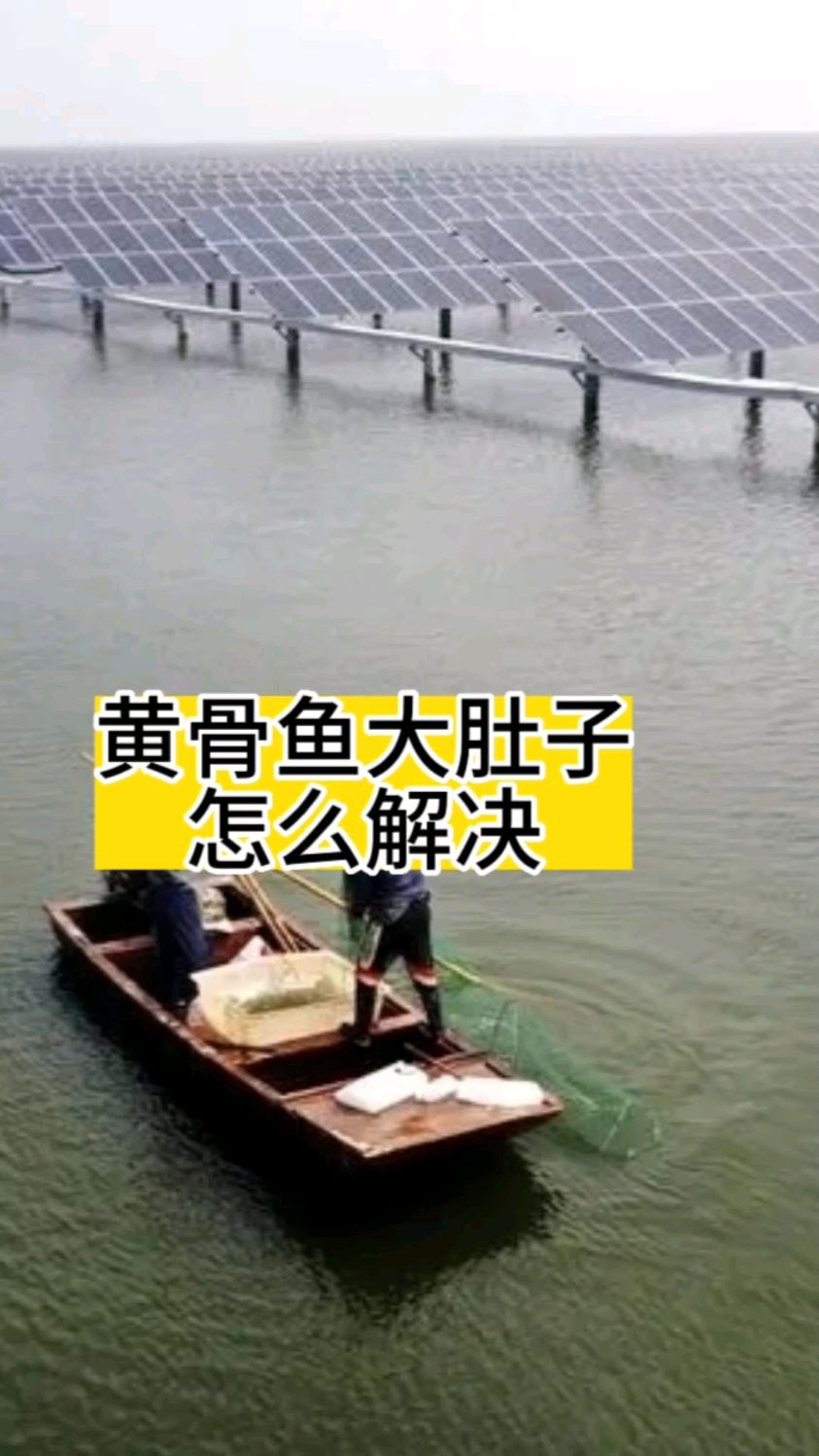 黄骨鱼大肚子如何去解决