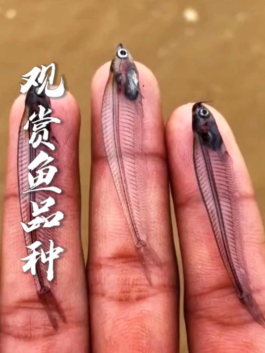 带你认识观赏鱼品种