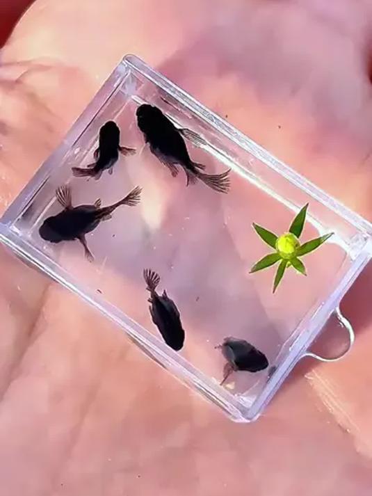 观背青鳉超好养!冬不冷夏不热,爱生小鱼易上手