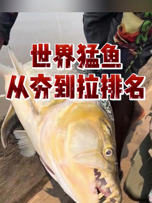 世界猛鱼从夯到拉排名