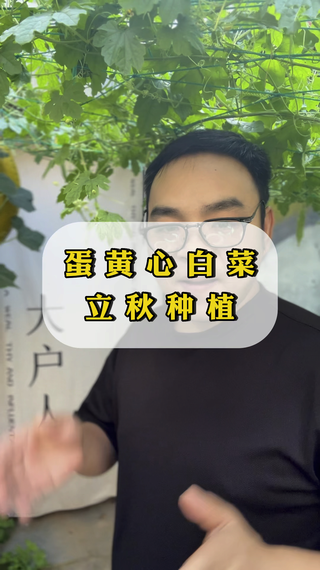 这个蛋黄心白菜好种植营养丰富
