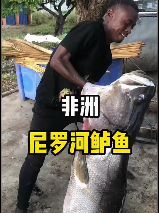 这种鱼名叫尼罗河鲈鱼，体型巨大，体重甚至能超过400斤！