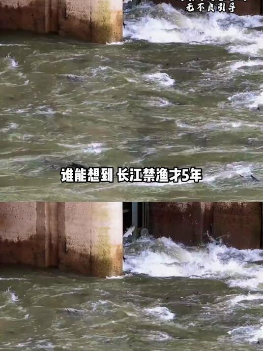 禁鱼5年生态大翻转