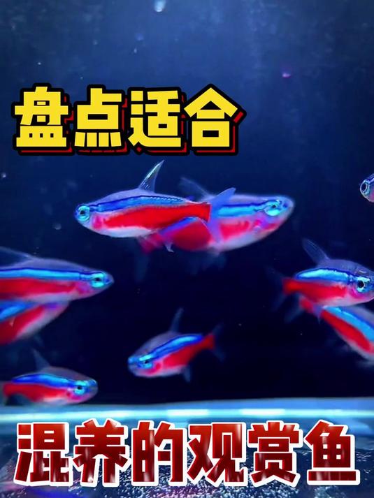 盘点那些适合混养的观赏鱼