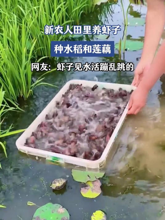 新农人田里养虾子,种水稻和莲藕,网友:虾子见水活蹦乱跳的