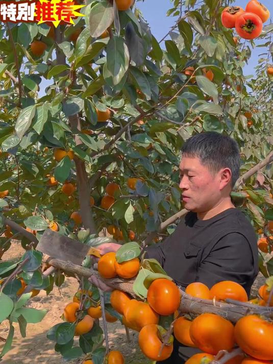 脆柿子 水果 每年就这几天的巧克力脆柿，太好吃了，不涩口