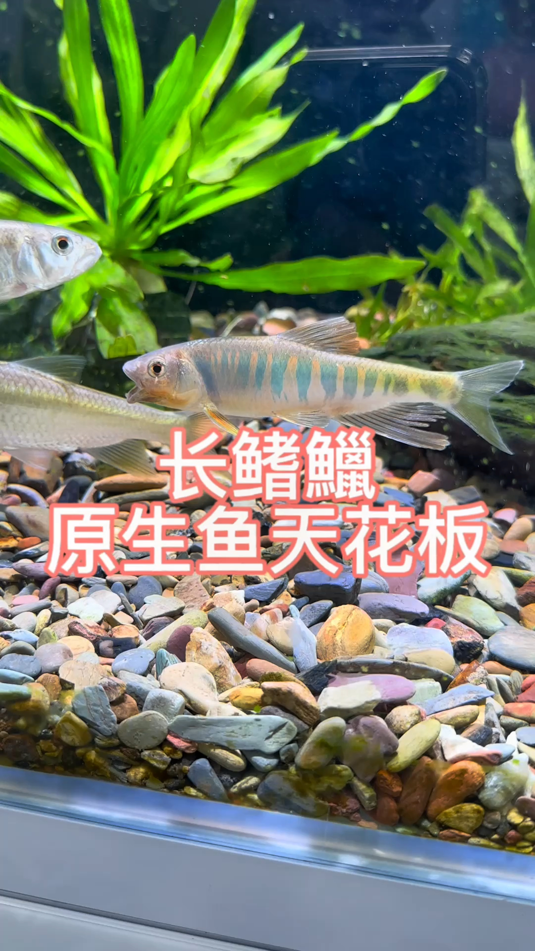 长鳍鱲,原生鱼天花板