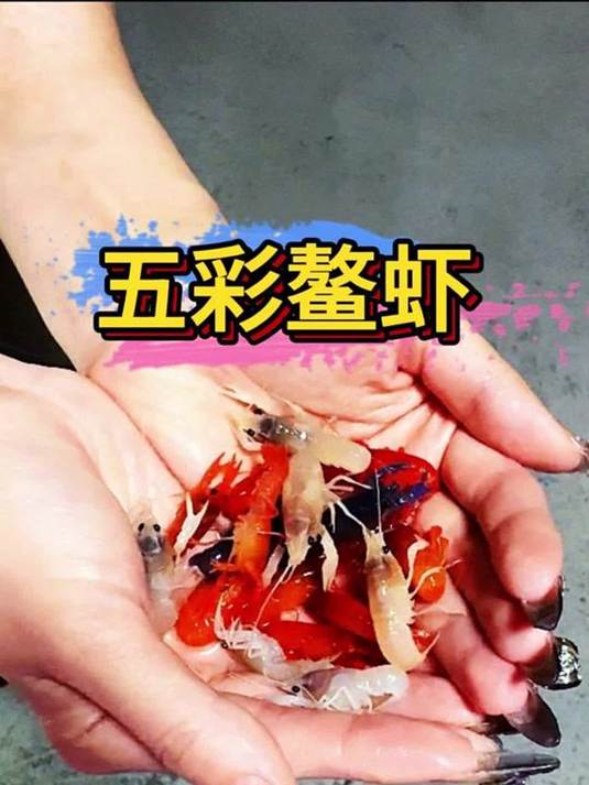 神奇小精灵鳌虾入缸,专清水藻鱼便残渣,超厉害