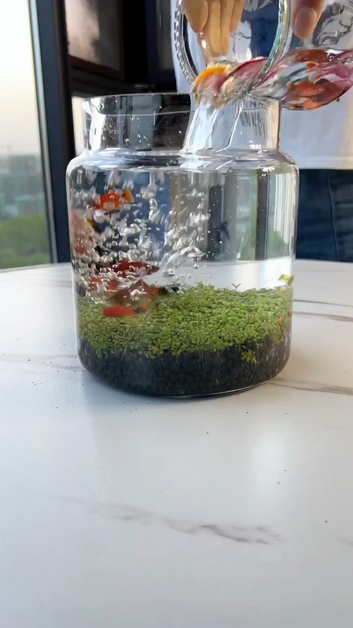 种植教程来喽,养一个水草缸,看水里的大自然,享一刻慢生活 #微景观 #鱼缸里的大自然