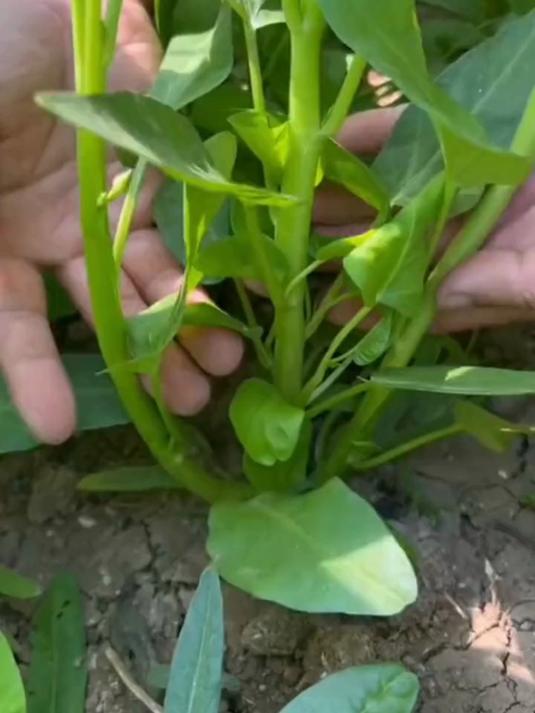 空心菜种特惠热卖,打造私家小菜园