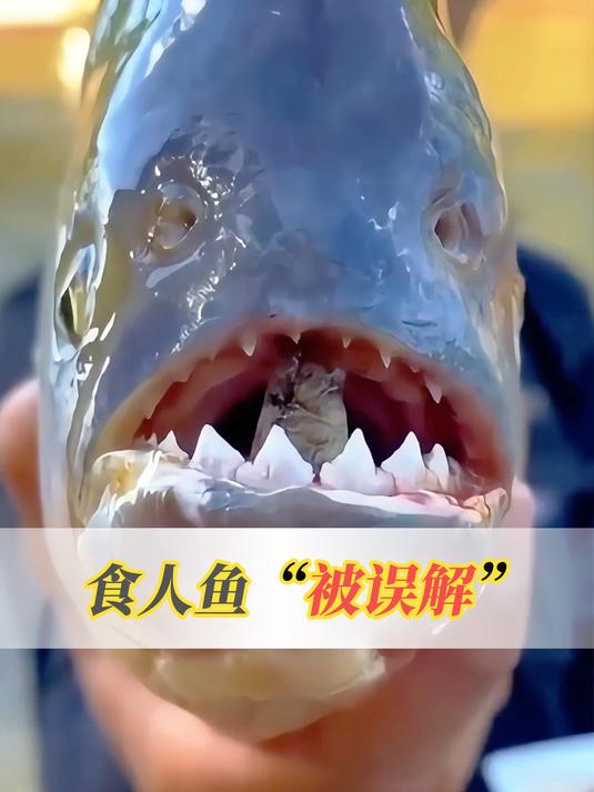 被人们深深误解的食人鱼,究竟是什么样呢?