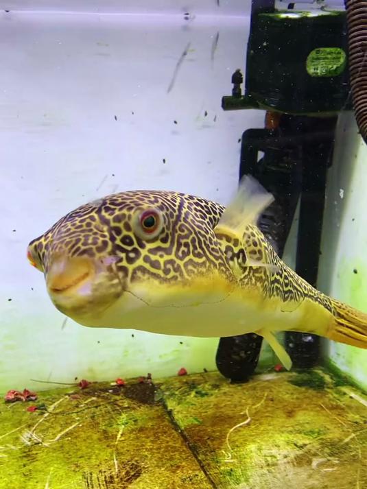 和丑陋的电鳗一比,河豚显得那么可爱但是淡水霸主依然是电鳗!