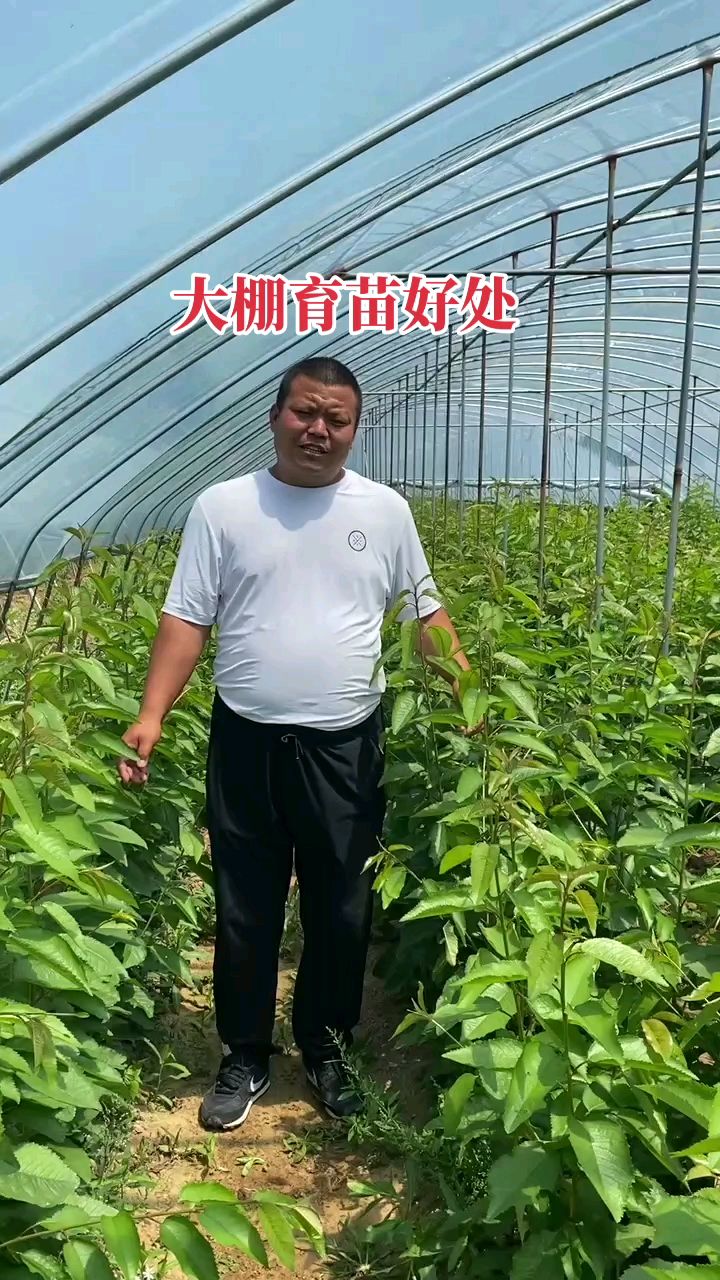 大棚育苗好处有哪些,品种有火箭,齐早,辉煌,科迪亚,8—5等各种新品种