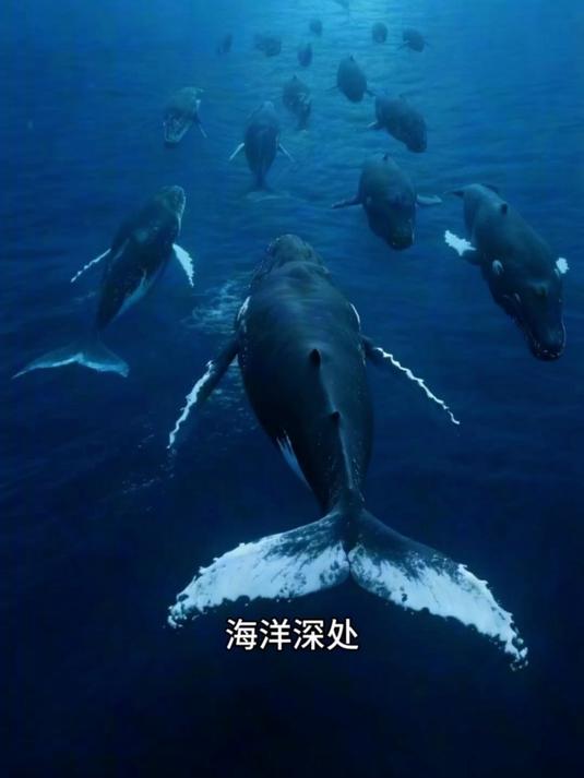 鲸鱼的繁殖 怀孕期很长