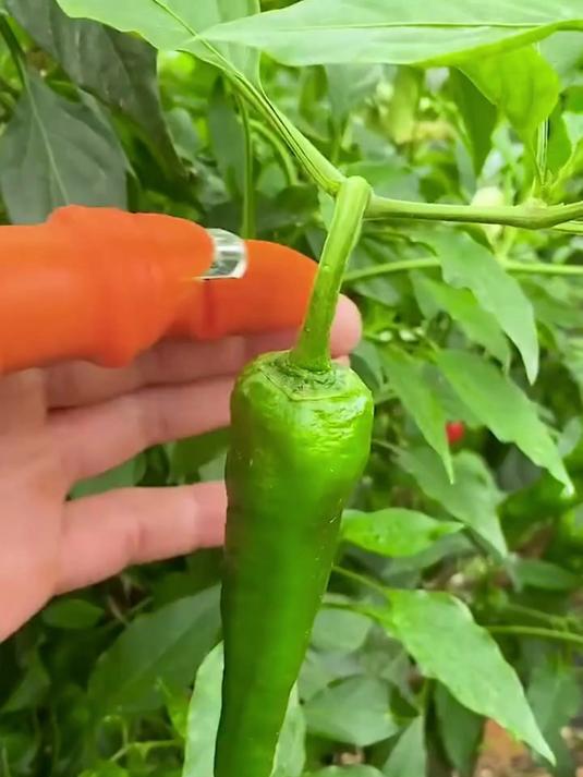 手指套拇指刀多功能,厨房摘菜剥蒜好助手!