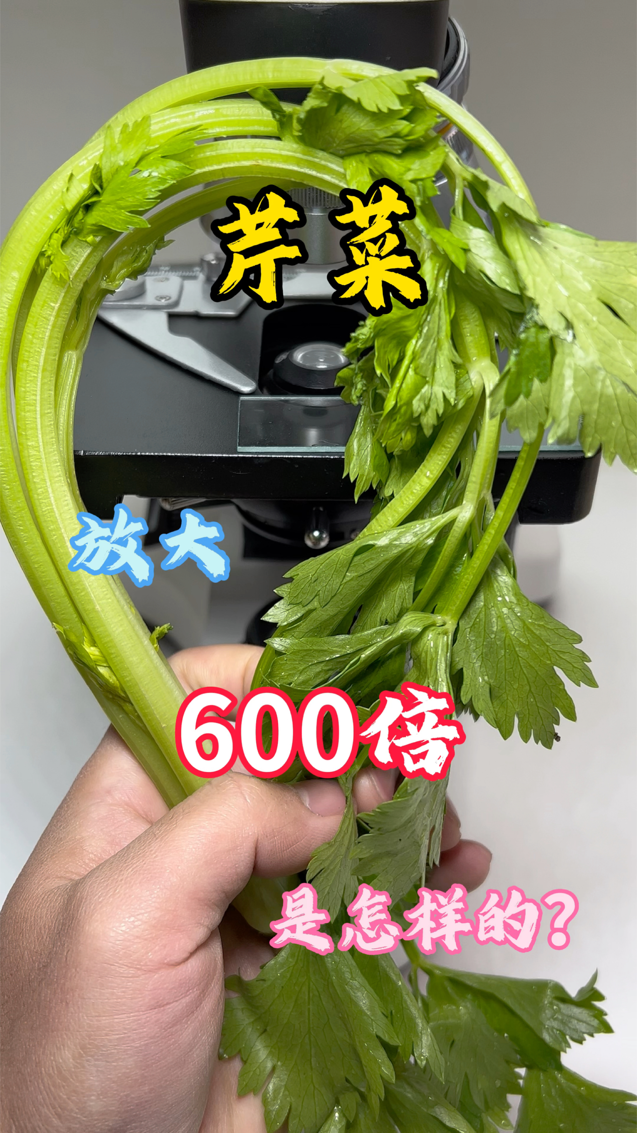 芹菜叶比芹菜茎还有营养#芹菜 #显微镜下的世界 #科普一下#微观世界