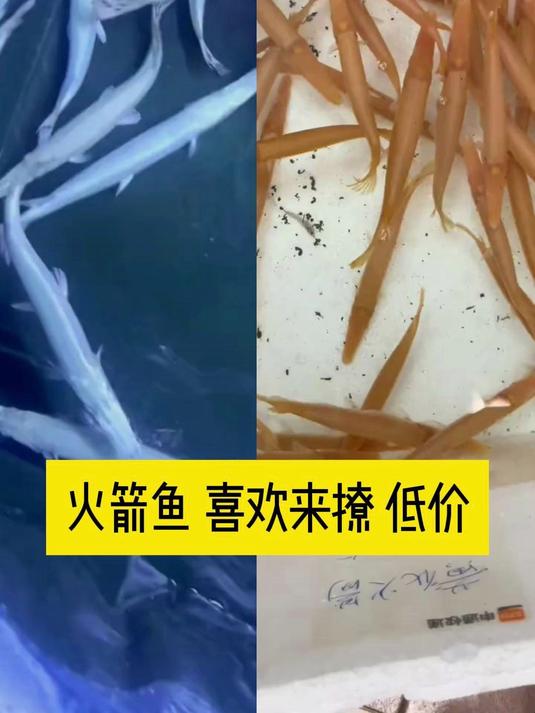 火箭鱼