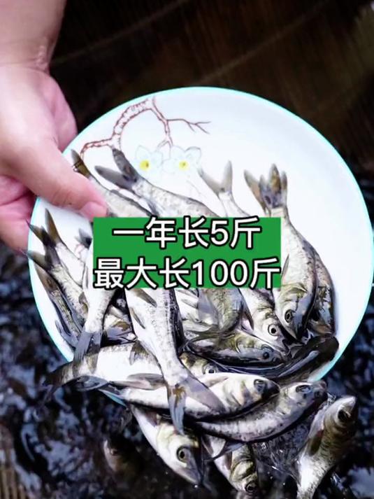#四大家鱼养殖 #鱼苗 #水产养殖 #水产养殖技术 #鱼养殖