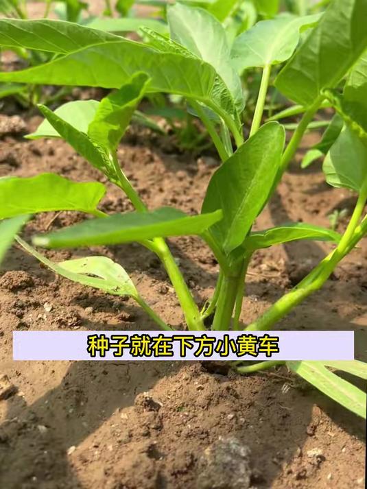 三叉空心菜比普通空心菜产量多,关键自己种植天天有新鲜蔬菜吃