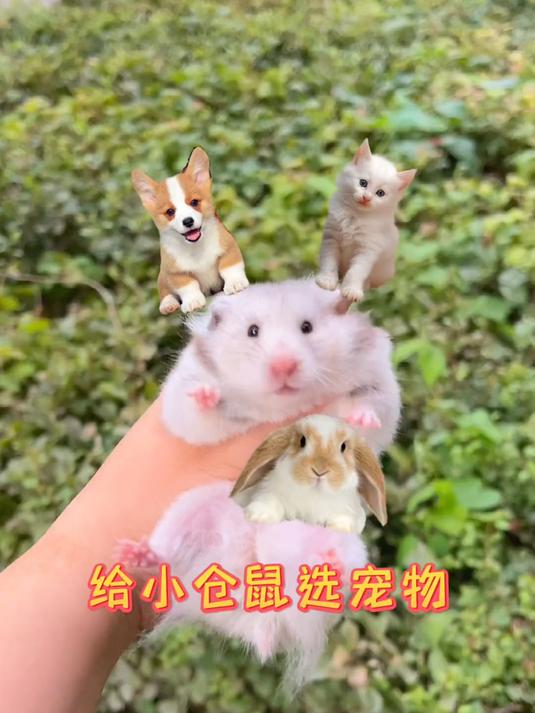 柯尔鸭:?这是我?