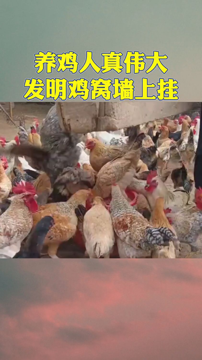 养鸡人真伟大,发明鸡窝墙上挂