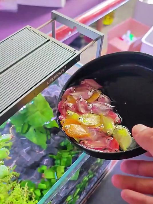 鱼缸养这群小天使啥体验?彩虹色鱼群游起来,像进入了童话世界!