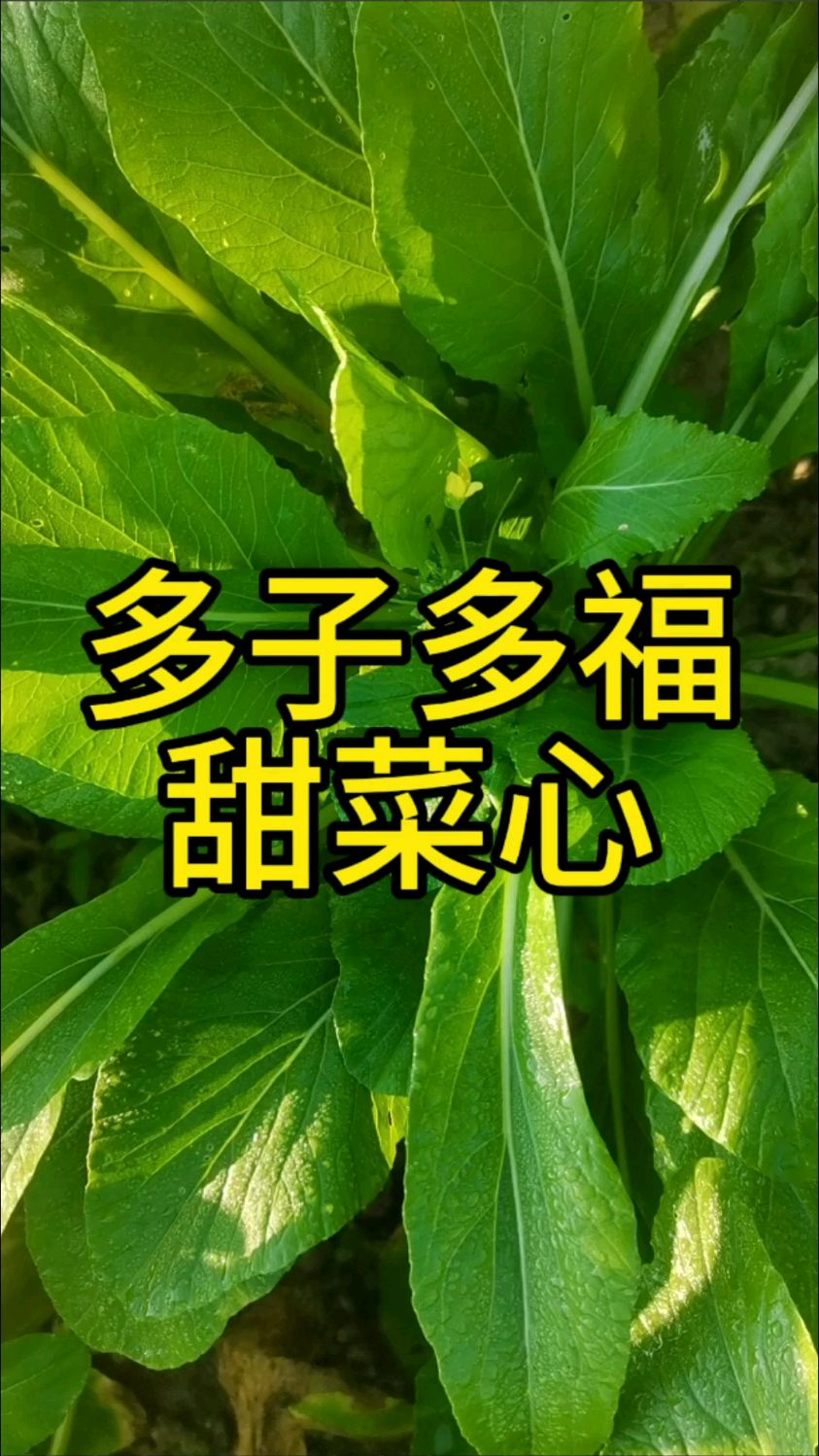 多子多福甜菜心