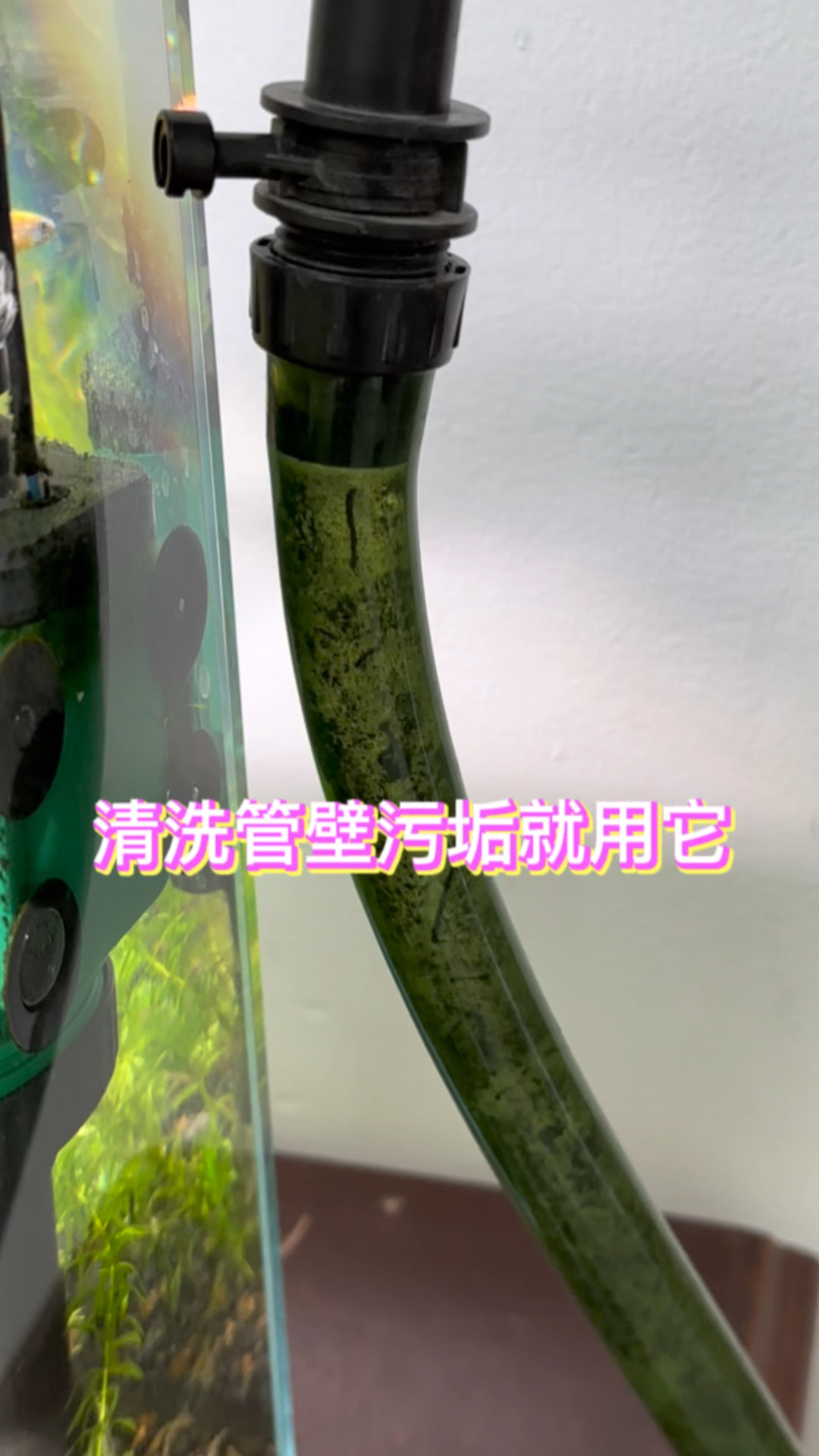 过滤器管道脏的不忍直视,清洗又很难打理怎么办呢#水族#鱼缸里的大自然 #观赏鱼