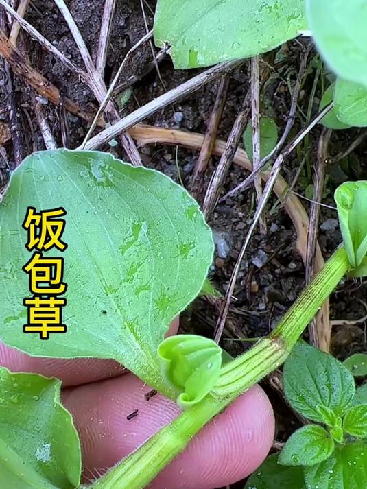饭包草,也叫竹叶菜!与蒲公英煮水祛痰火