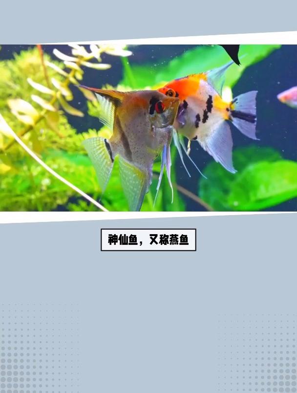 神仙鱼适宜的水温范围