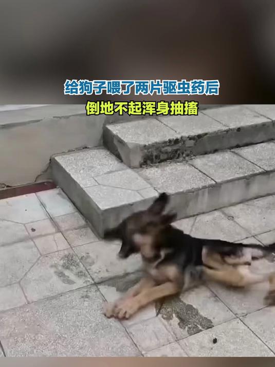 给狗子喂了两片驱虫药后 倒地不起浑身抽搐
